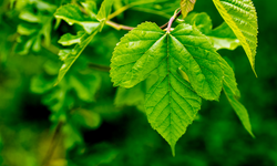 Sağlıklı yaşam için bir hazine kutusu: Dut yaprağının faydaları neler, dut yaprağı nasıl demlenir?