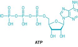 Çekirdek sıvısında ATP sentezlenir mi? Çekirdekte ATP üretilir mi?