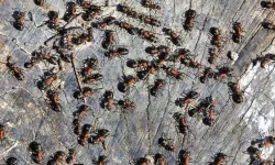 Karıncaların ölüm çemberi nedir? Karıncalar neden toplu halde ölür?