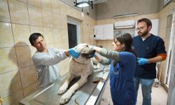 Gaziemir’de 27 bin 631 hayvana veteriner sağlık hizmeti verildi