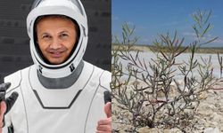 Türkiye'nin ilk astronotu Gezeravcı'nın uzaya götürdüğü bitki: ‘Schrenkiella parvula'