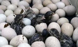 Yumurtadan çıkan hayvanlar neler? Hangi hayvanlar yumurtlayarak çoğalır?