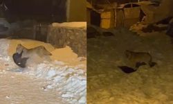 Ardahan'da aç kurt şehir merkezine indi: Köpeği sürükledi