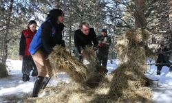 Ardahan'da yaban hayvanları kışa hazır