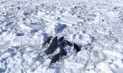 Buzdan kaçış: Katil Balinaların hayatta kalma mücadelesi
