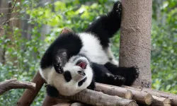 Çin'de pandaları rahatsız eden ziyaretçiye sert ceza!