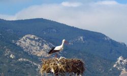 Denizli, Muğla, İzmir'e değil! O şehre yılın ilk leyleği geldi! Leyleğin güzelliği görenleri büyüledi