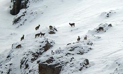 Erzincan ve Tunceli'nin ortak güzelliği: Munzur'da keçiler karlar üzerinde!
