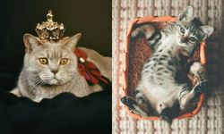 28 Mart Kedinize Saygı Günü nedir? Kedinize Saygı Günü mesajları ve sözleri