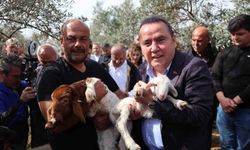 Antalya Büyükşehir Belediyesi'nden depremzede çobana yardım eli: 10 koyun hediye edildi!
