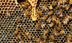 Arılar nasıl bal yapar? Balın yapısında hangi maddeler var?