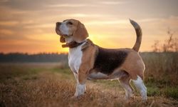 Beagle köpek ırkı özellikleri nelerdir? Beagle cins köpeğe nasıl bakılır?