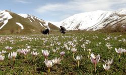 Bitlis mart ayı gezi rotası: Bitlis'te mart ayında nereye gidilir?