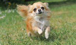 Chihuahua köpek ırkı özellikleri nelerdir? Chihuahua cins köpeğe nasıl bakılır?