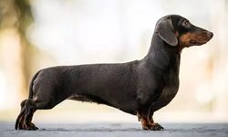 Dachshund köpek ırkı özellikleri nelerdir? Dachshund (sosis köpek) cins köpeğe nasıl bakılır?
