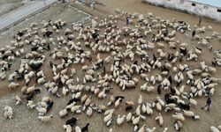 Erzincan'da 500 minik mucize! Annelerine kavuşan kuzular sevinç gözyaşlarına boğdu