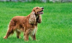 İngiliz Cocker Spaniel köpek ırkı özellikleri nelerdir? İngiliz Cocker Spaniel cins köpeğe nasıl bakılır?