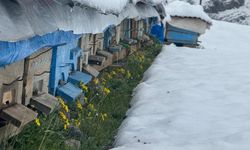 Kar yağışı arıları vurdu: Şırnak'ta yalancı Baharın Acı Sonucu