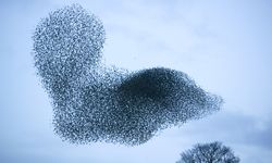 Kuş sürüleri neden V şeklinde uçuyor? Kuşlar neden hep beraber uçarlar?