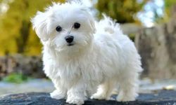Maltese Terrier köpek ırkı özellikleri nelerdir? Maltese Terrier cins köpeğe nasıl bakılır?
