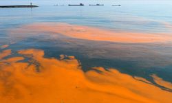 Marmara Denizi'nde turuncu istila: Planktonlar ve denizanası kıyıları noyadı!
