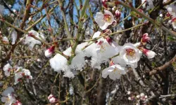 Mart ayında yağan kar, Karabük'te baharı geciktirecek mi?