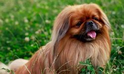 Pekingese köpek ırkı özellikleri nelerdir? Pekingese cins köpeğe nasıl bakılır?