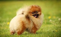 Pomeranian köpek ırkı özellikleri nelerdir? Pomeranian cins köpeğe nasıl bakılır?