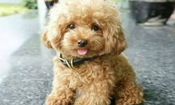 Toy Poodle köpek ırkı özellikleri nelerdir? Toy Poodle (kaniş) cins köpeğe nasıl bakılır?