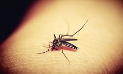 25 Nisan Dünya Sıtma Günü nedir? Sıtma ilk nerede çıktı?