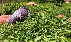 2024 yaş çay fiyatı belli oldu: Ziraat Odalarından 25 TL'lik talep