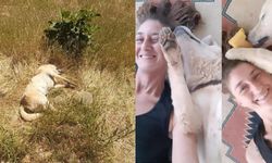 Hayvan katliamı: 5 köpek ve 2 kedi zehirlendi, 3 hayvan kurtarıldı