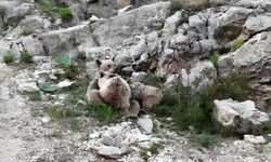 O anı kaçırmadı: Anne ayı, yavrularını emzirirken dron kaydında