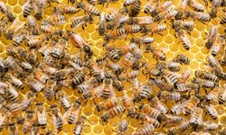 Arılara müdahale yasaklanıyor: Arı sütü, arı poleni gibi ürünlere katkı maddeleri yasaklandı mı?