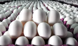 Artacağı düşünülen yumurtanın fiyatı neden düştü?
