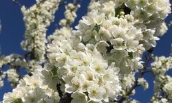 Baharın müjdesi: Ereğli'de kiraz ve vişne bahçeleri beyazlara bürüdü!