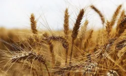 Buğdayda hasat zamanı geldi: 2024 buğday fiyatları ne kadar olacak?