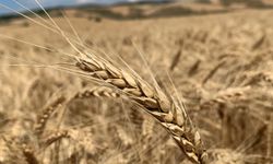 Çiftçiler fiyat bekliyor: Buğday fiyatları ne zaman açıklanacak?
