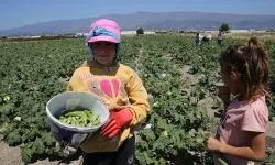 Çocuk İşçi İstatistikleri 2023: Türkiye'de ne kadar çocuk işçi var?