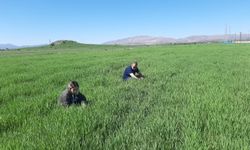 Elazığ'da buğday üretimi tehlikede: Çiftçilere uyarı!