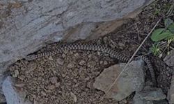Halkalı köyünde dev yılan şok etti! Yılanın uzunluğu inanılmaz!