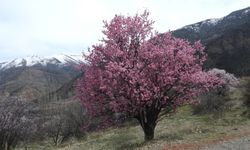 Erzurum'da baharın müjdecisi: İspir'de badem çiçekleri açtı!