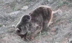 Erzurum'da kış uykusu bitti, ayılar dolaşmaya başladı!