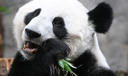 Japonya'nın en yaşlı pandası 'Tan Tan' hayatını kaybetti