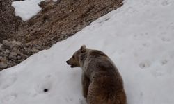 Munzur'da kış uykusu bitti: Ayı ve dağ keçileri karlar üzerinde