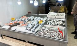 Sinop'ta balıkçı martılara teslim oldu! Tezgah boş kaldı