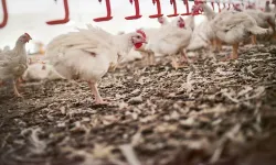 Kasaplar Federasyonundan tavuk ihracatı açıklaması: En doğru kararı vermişler