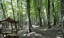 Yozgat mangal yapılacak yerler: Yozgat'ta en güzel mangal piknik alanları nerede?