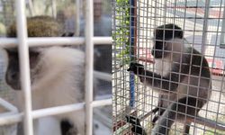 Korku dolu anlar: Sokak köpeklerinden kaçan maymun kurtarıldı