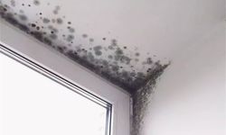 Evlerde sıkça karşılaşılan bir sorun: Tavandaki küf nasıl temizlenir?
